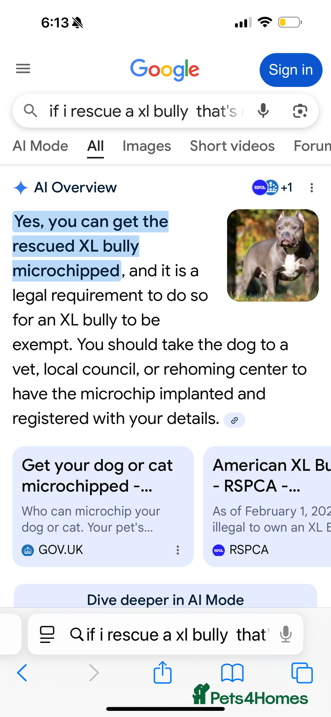 Mixed Breed dogs for sale: Sandy - Advert 23