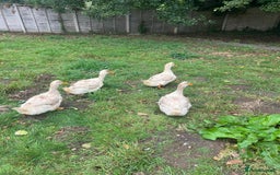 Cockatiels birds for sale: Ducks For Sell  - Image 1