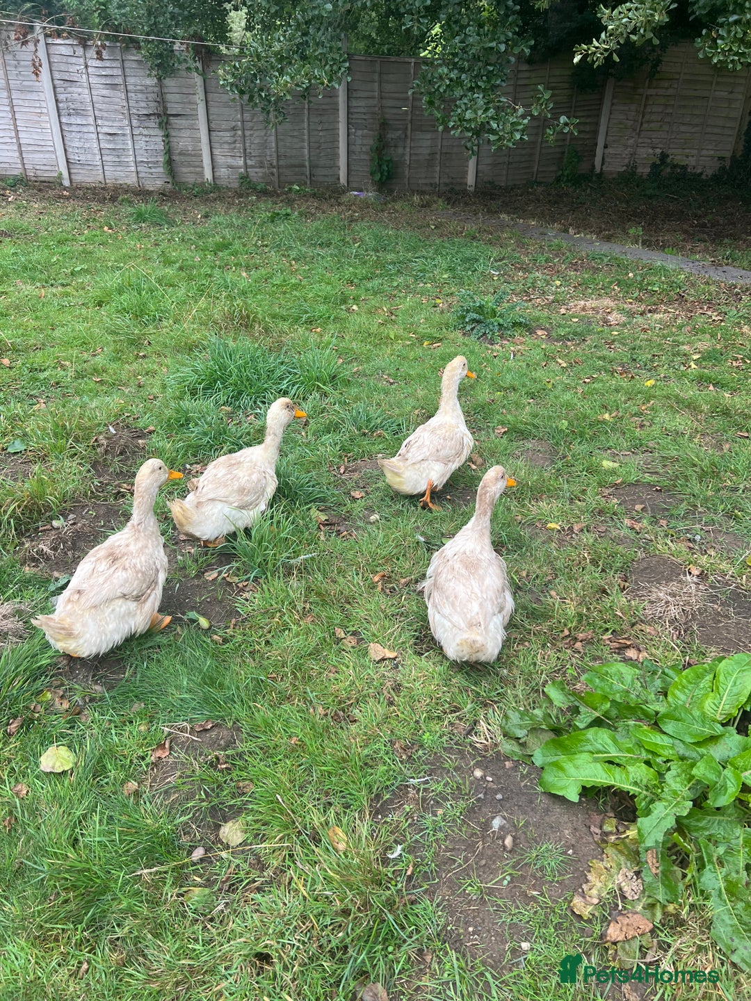 Cockatiels birds for sale: Ducks For Sell  - Image 1