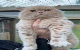 British Shorthair cats for sale: *READY NOW*Stunning bsh for sale (1 BOY 💙) - Image 9