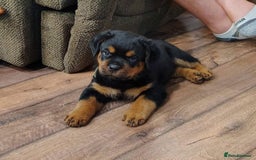 Rottweiler dogs for sale: chunky rottweiler puppy  - Image 3
