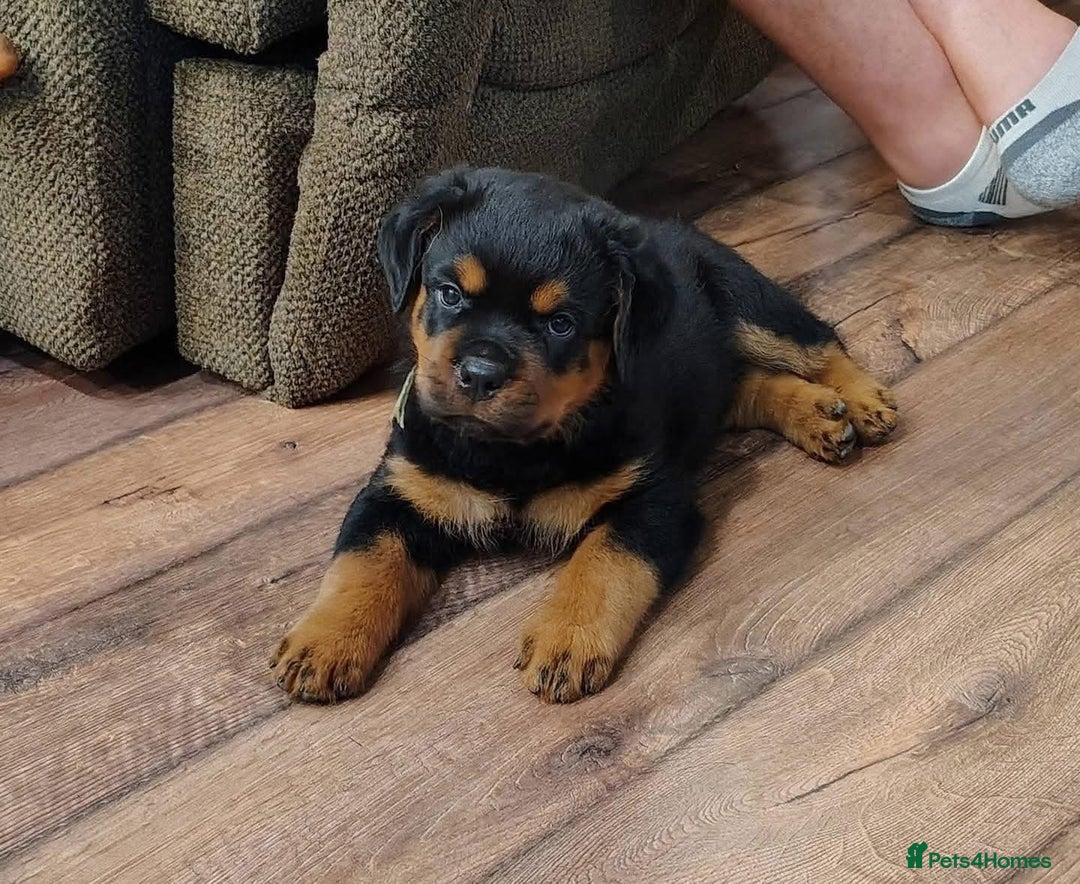 Rottweiler dogs for sale: chunky rottweiler puppy  - Image 3