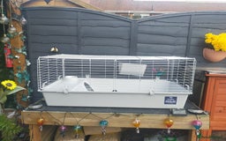 Guinea Pig rodents for sale: Pair of Guinea Pigs - Image 5