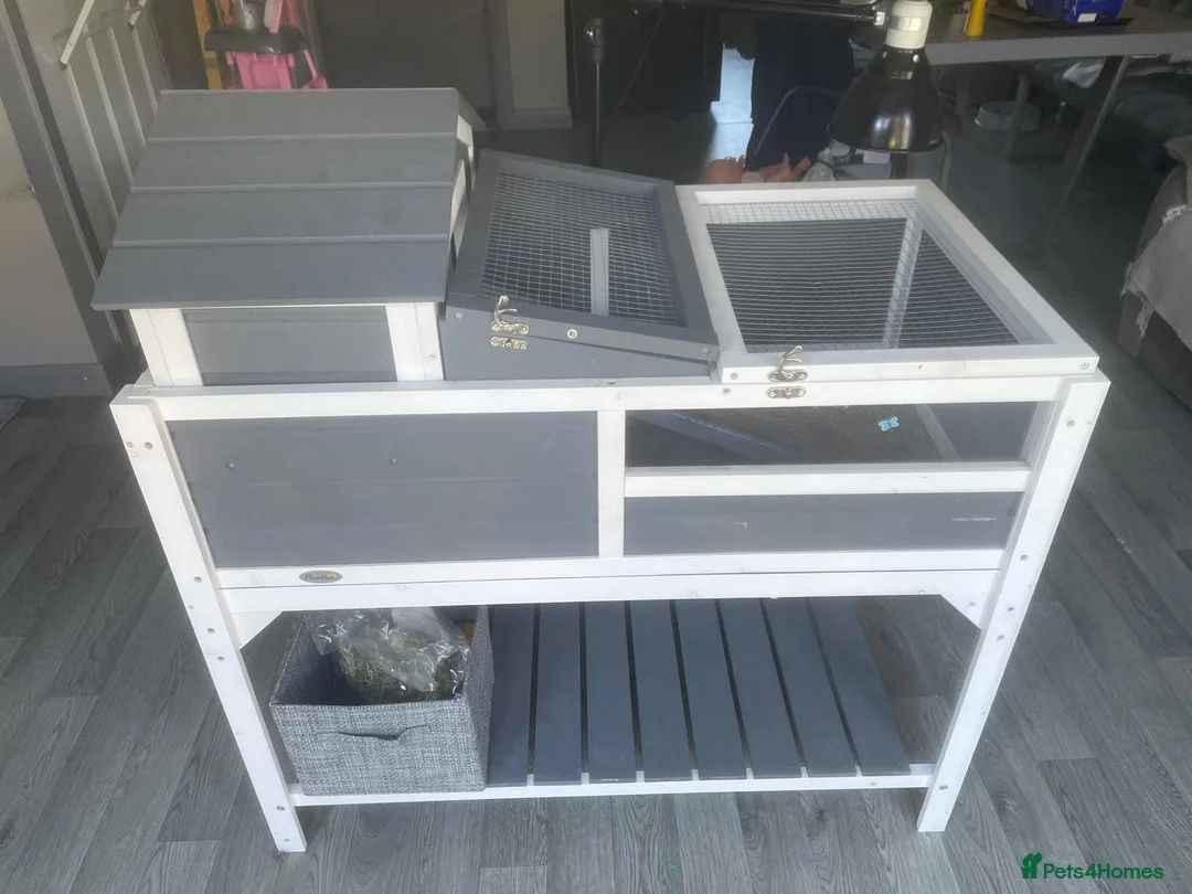 Tortoise reptiles for sale: Horsefield tortoise  in Oldham - Advert 9