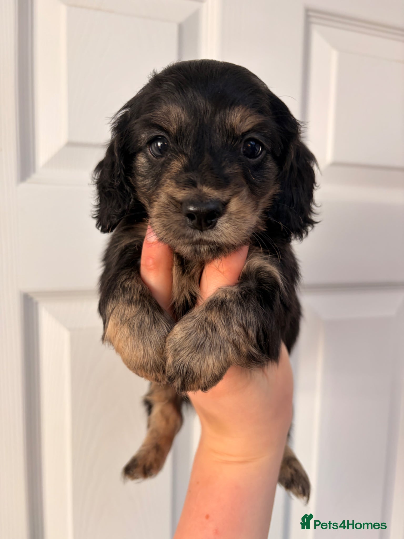 Miniature Dachshund dogs Quality Black and cream brindle dachshunds - Advert 1