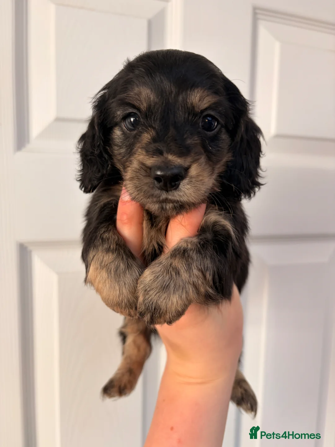 Miniature Dachshund dogs for sale: Health tested Black n cream brindle dachshunds - Advert 1