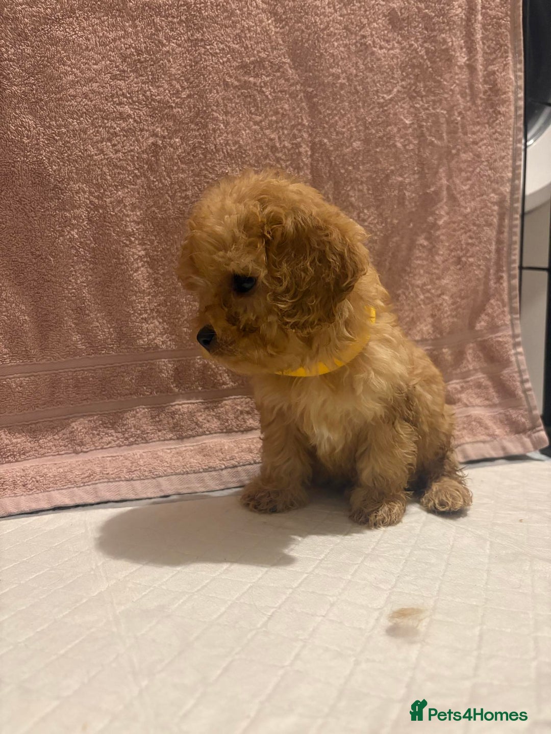 Cavapoo dogs for sale: Adorable red cavapoo pups - Advert 12