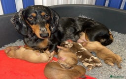 Miniature Dachshund dogs for sale: Miniature Dachshund Puppies - Image 1