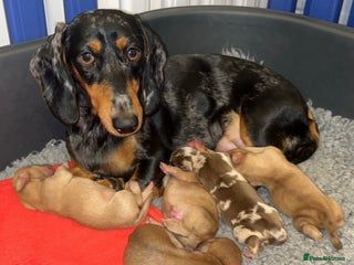 Miniature Dachshund dogs for sale - Advert 1