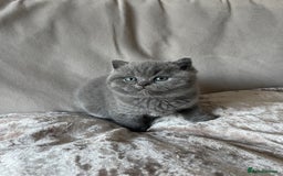 British Shorthair cats for sale:  British Blue kittens - Image 12