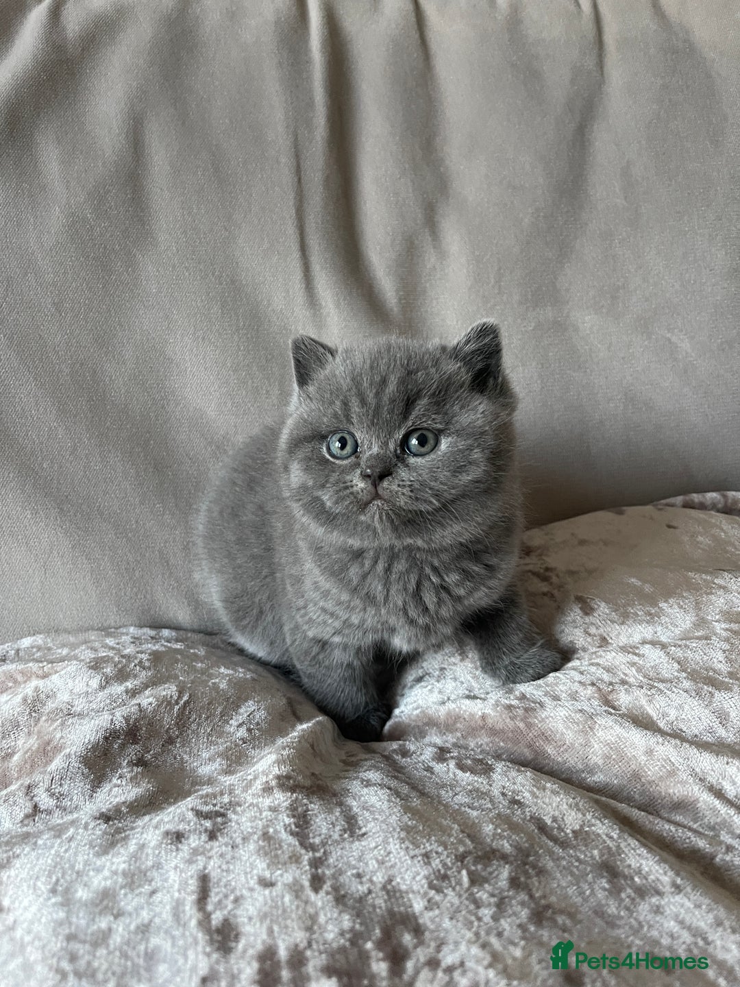 British Shorthair cats for sale:  British Blue kittens - Image 12