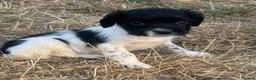 English Springer Spaniel dogs for sale: Healthy springer spaniel pups - Advert 20