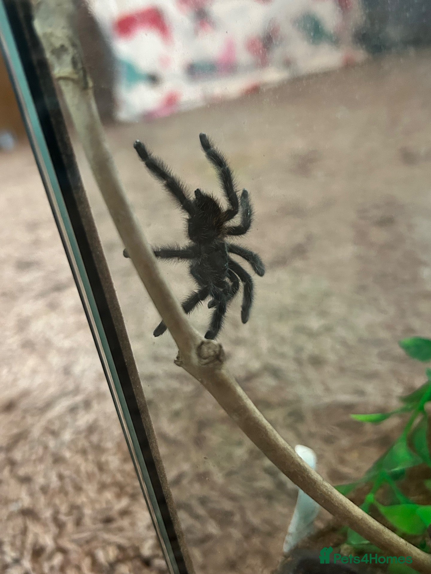 Tarantulas invertebrates for sale: Caribena versicolor (antilles pink toe)  - Advert 13