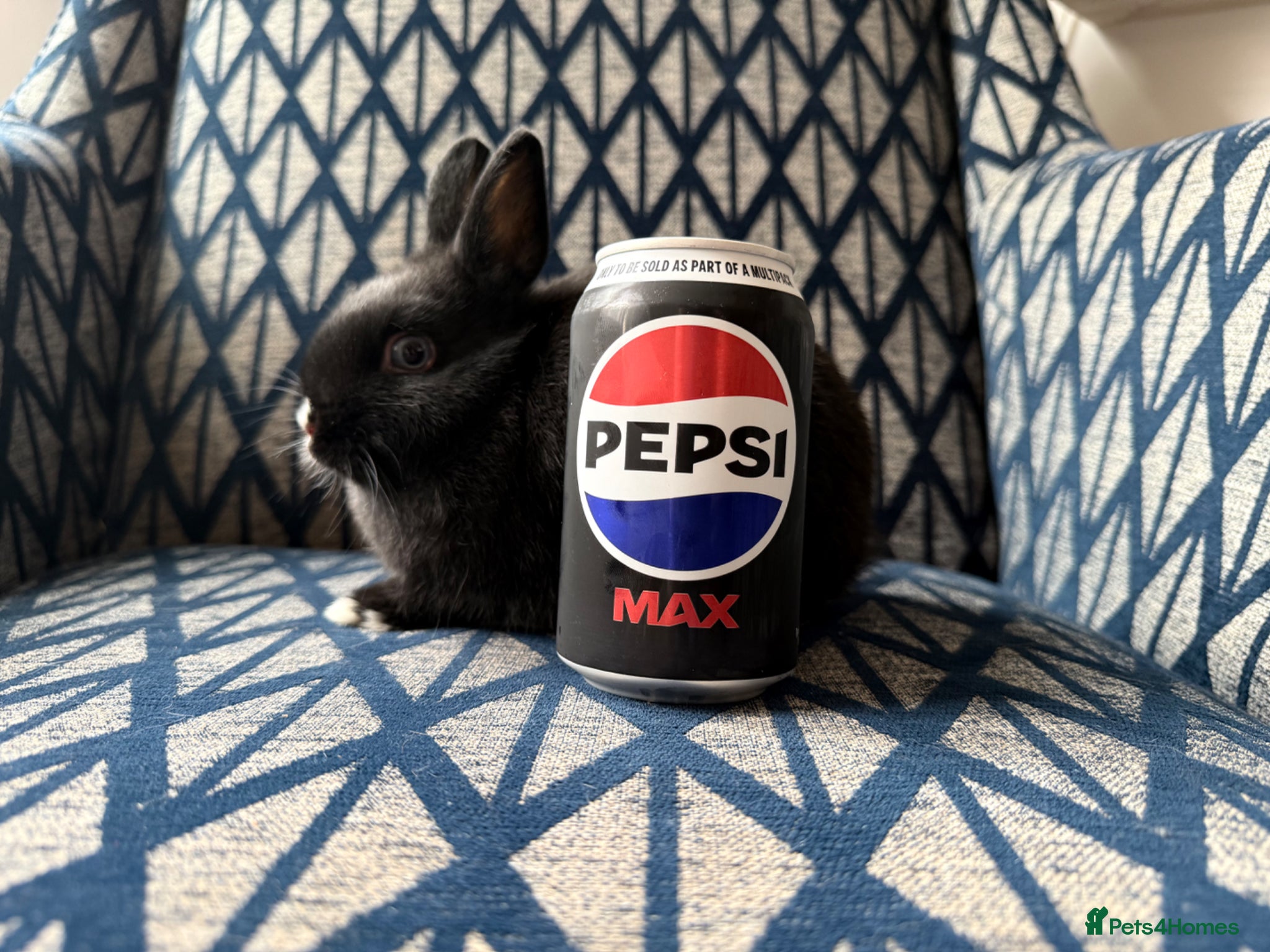 Netherland Dwarf rabbits for sale: Female Netherland Dwarf - Advert 6