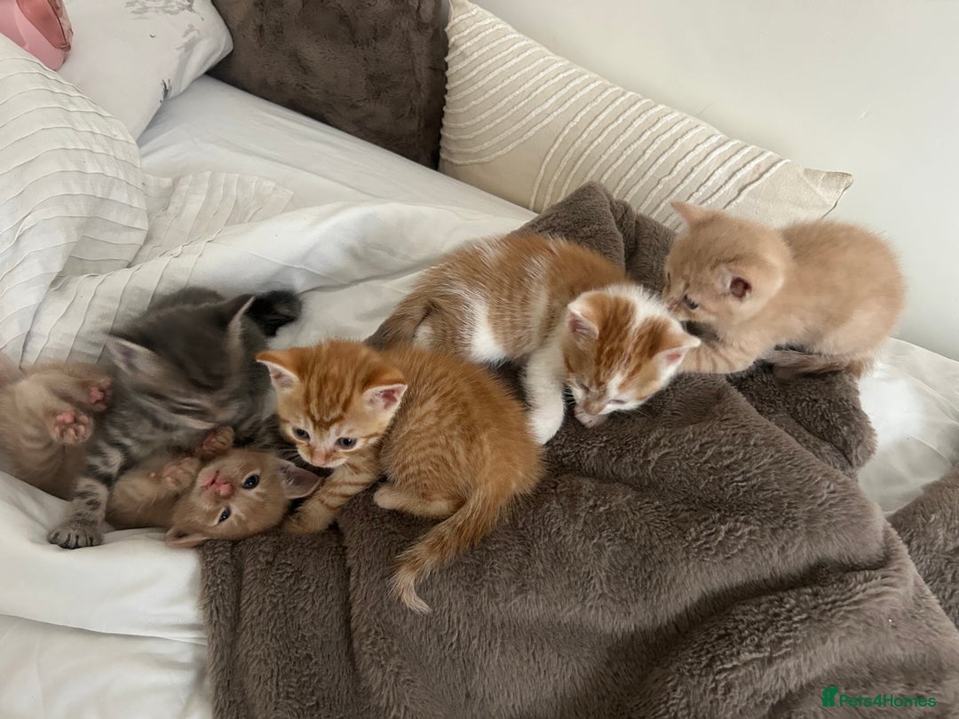 Mixed Breed cats for sale: Beautiful Kittens for sale - Image 15