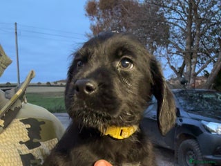 Labrador Retriever dogs - Advert 21