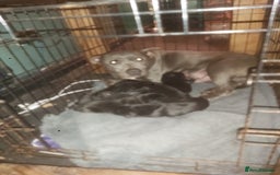 Mixed Breed dogs for sale: Blue staff x Black labrador puppies  - Advert 29