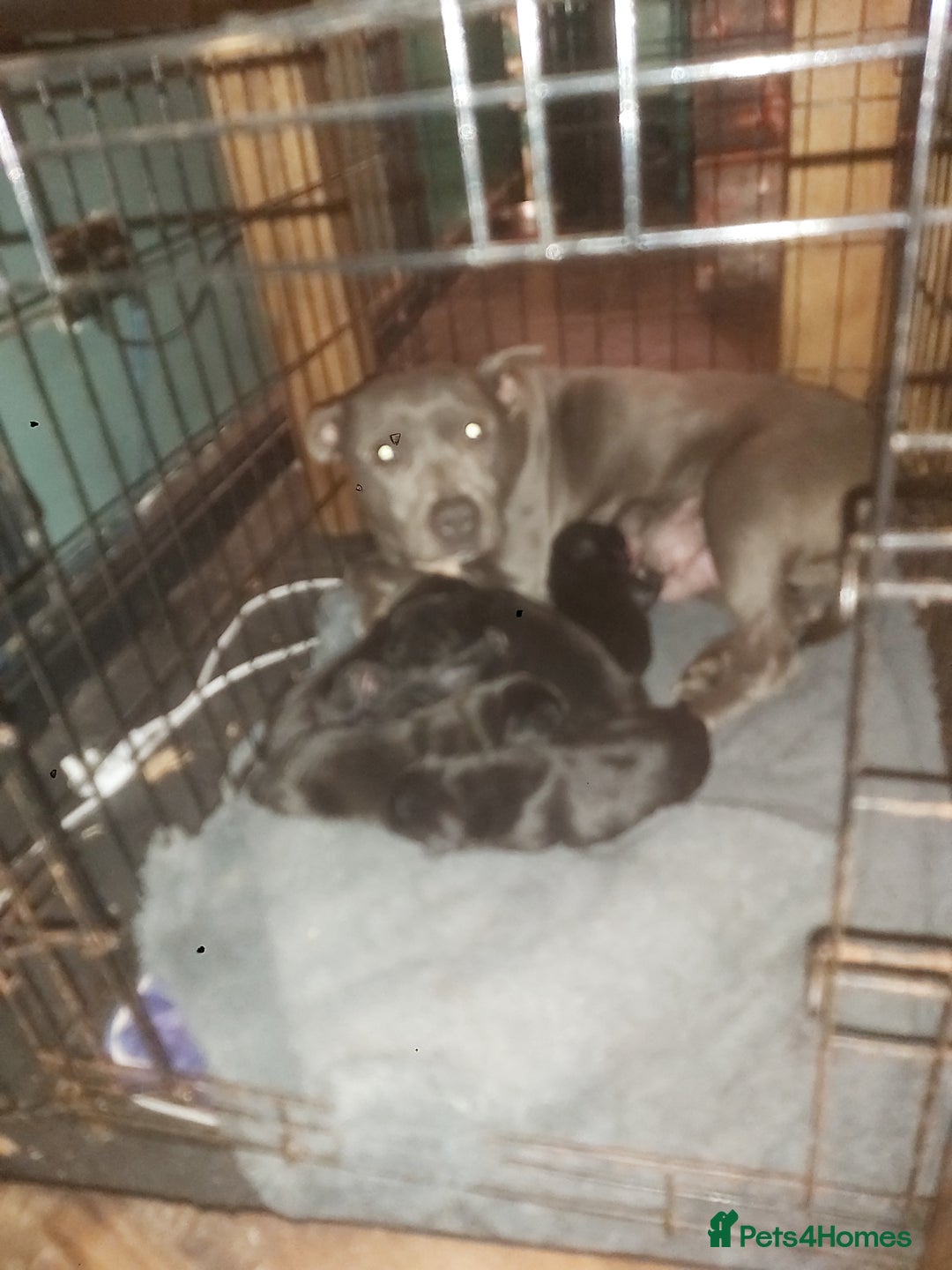 Mixed Breed dogs for sale: Blue staff x Black labrador puppies  - Advert 29