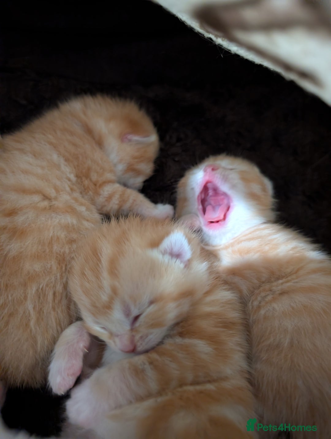 Mixed Breed cats for sale: 4 Beautiful Ginger Kittens - Advert 2