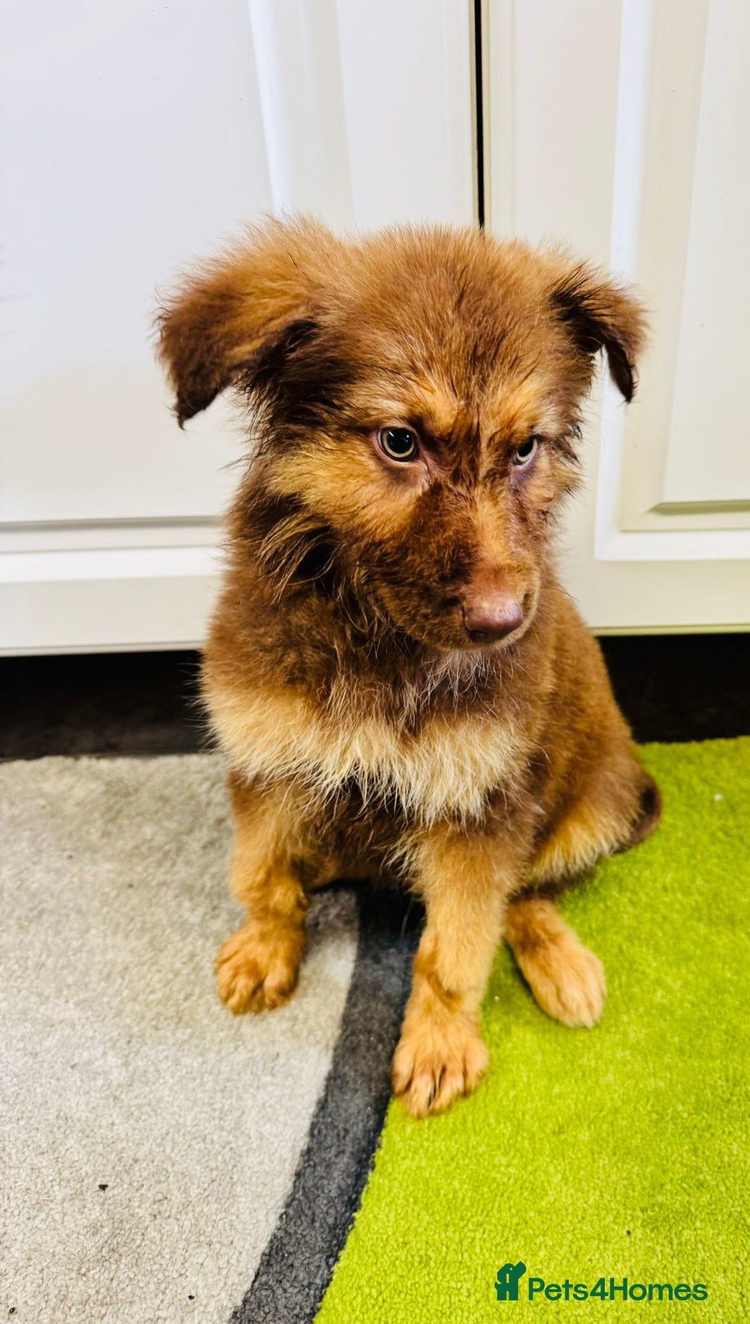 German Shepherd dogs for sale: German shepherd puppies  - Image 13