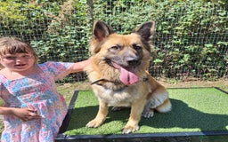 German Shepherd dogs for sale: Long haired German shepherd  - Advert 2