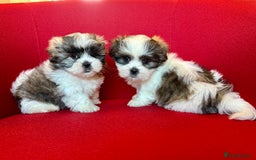 Mixed Breed dogs for sale: Beautiful Coton de Tulear x Shih Tzu puppies - Image 2