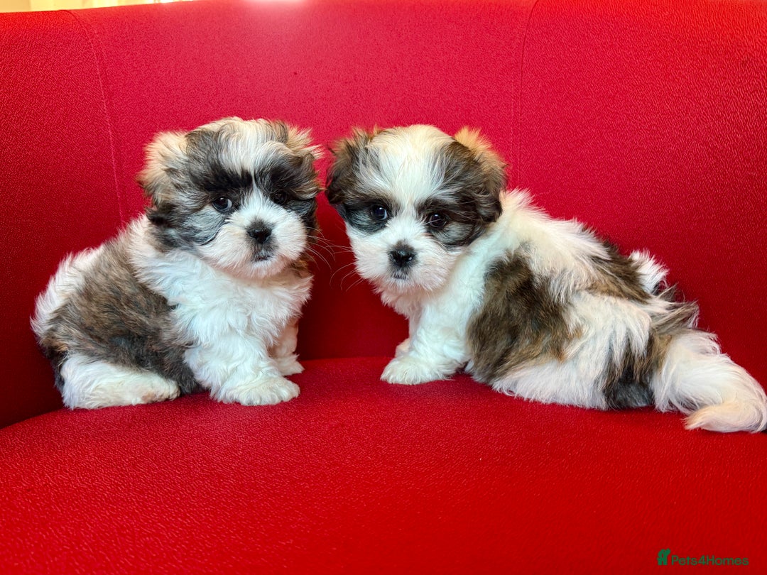 Mixed Breed dogs for sale: Beautiful Coton de Tulear x Shih Tzu puppies - Image 2