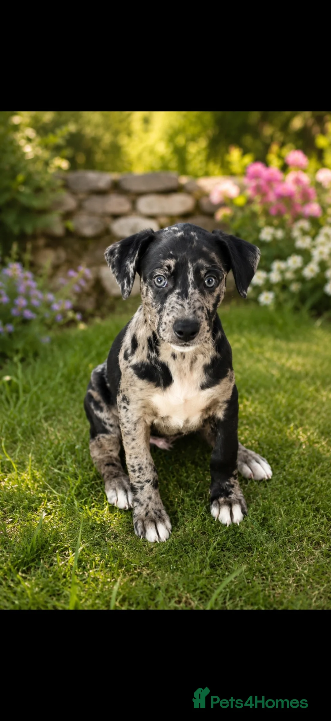 Mixed Breed dogs for sale: The most beautiful Merle Bedlington x whippets   - Advert 2
