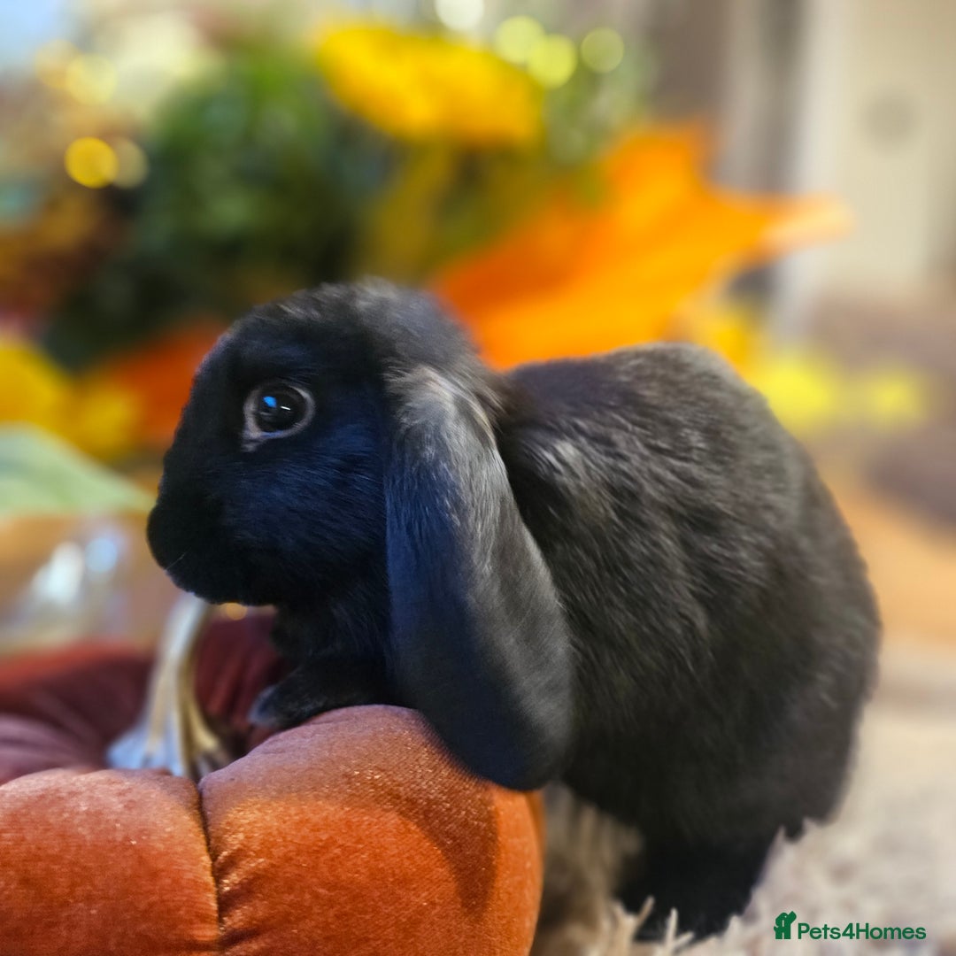 French Lop rabbits for sale: Rabbits for Sale males  - Advert 4
