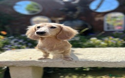 Miniature Dachshund dogs for stud: PROVEN CLEAR CREAM STUD BOY ❄️PRINCE ICE❄️ - Image 3