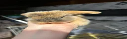 Mixed Breed rabbits for sale: Lion head and mini lop baby rabbits - Advert 4