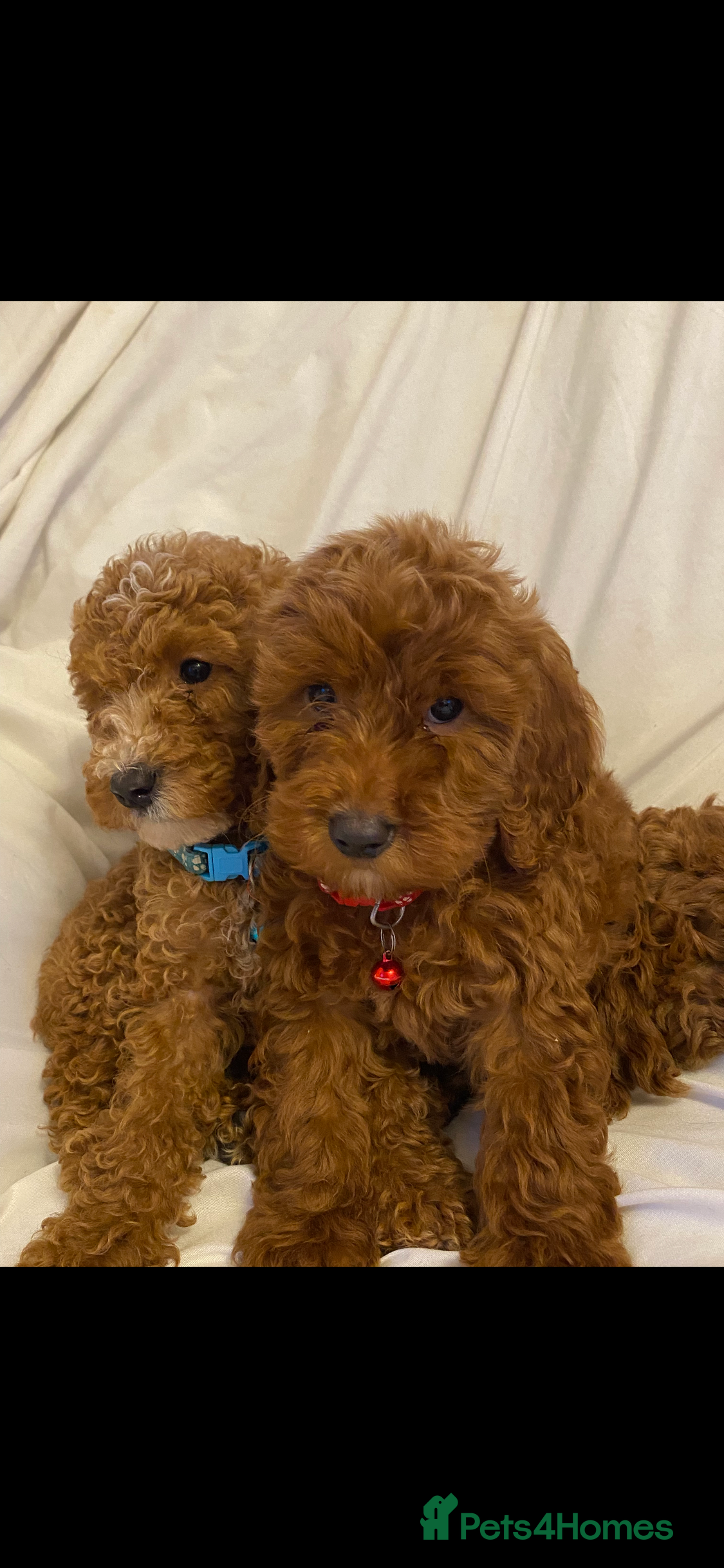 Cockapoo dogs Only 3 babies left cockapoo - Advert 9