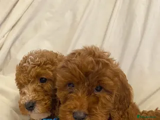 Cockapoo dogs Only 3 babies left cockapoo - Advert 9