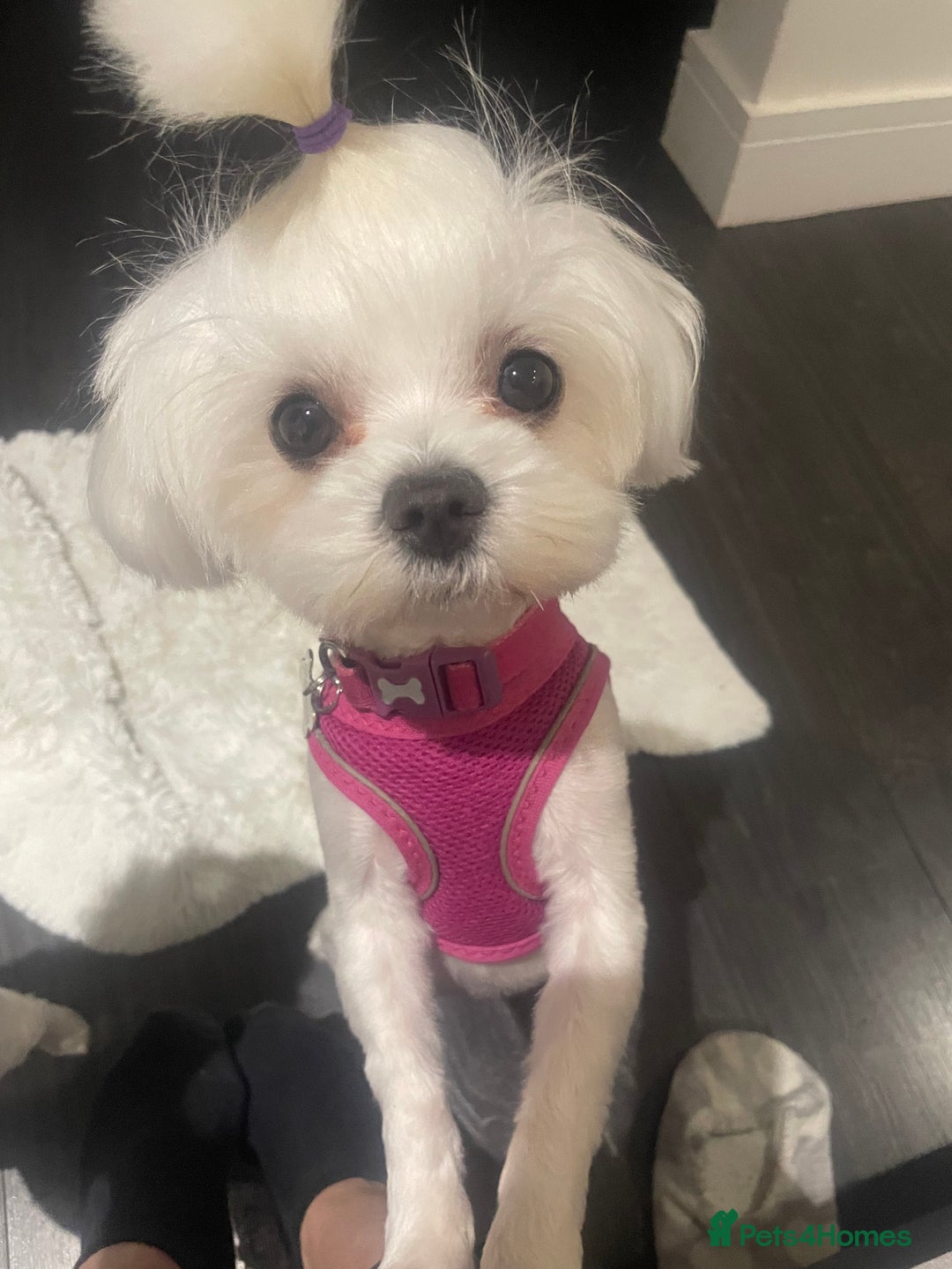 Maltese dogs for sale: KC Reg Korean Maltese girls - Image 35