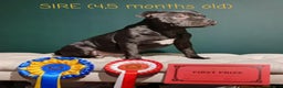 Staffordshire Bull Terrier dogs for stud: Black/Brindle and White Show quality Boy for Stud - Advert 12
