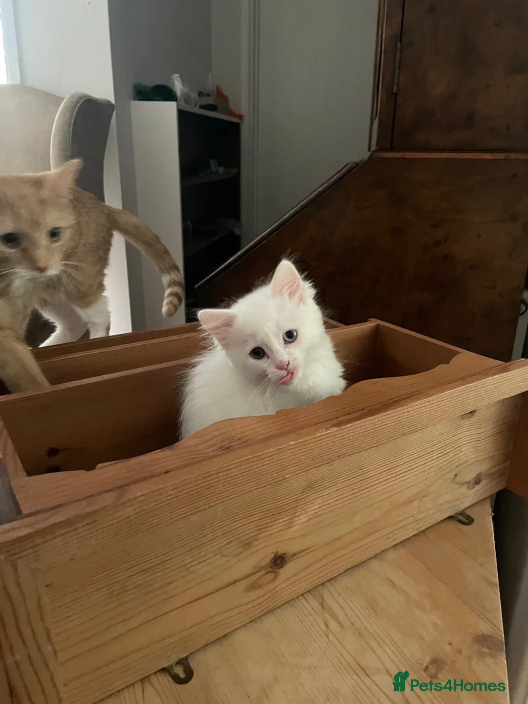 Mixed Breed cats for sale: 3 Adorable Half Persian Kittens for sale - Advert 2