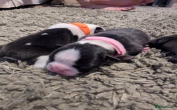 Boston Terrier dogs for sale: KC bostonTerrier puppies  - Image 10