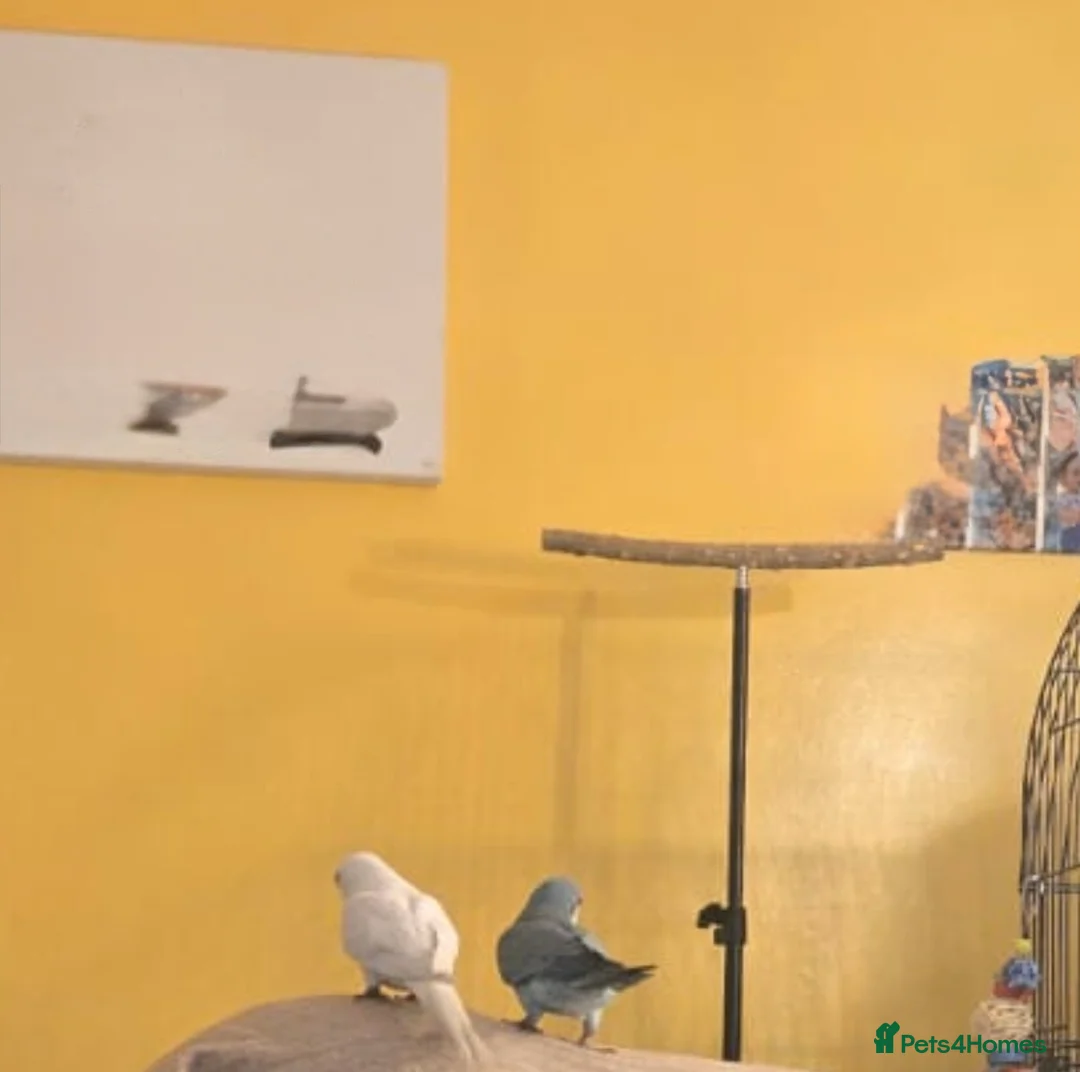 Parrots birds for sale: 2 Quaker parrots in Frinton-on-Sea - Advert 2