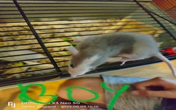 Rat rodents for sale: Dumbo rex Rats - Image 5