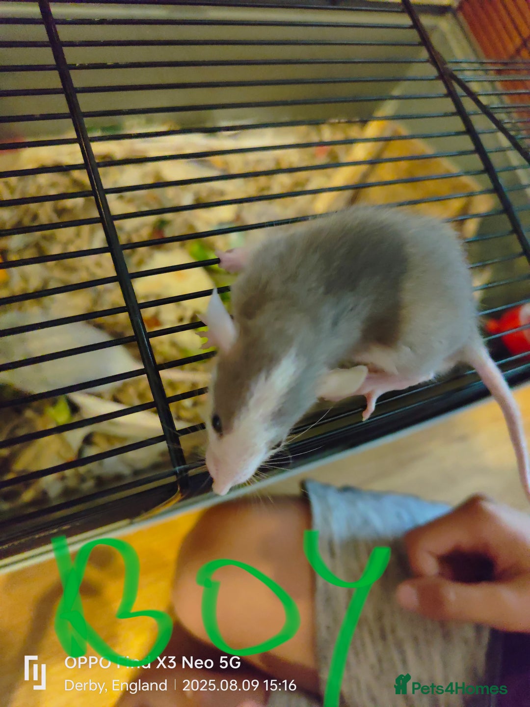 Rat rodents for sale: Dumbo rex Rats - Image 5