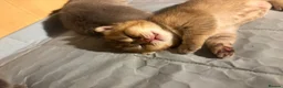 Scottish Fold cats for sale: Beautiful Scottish Fold Chinchilla Kitten  🐾💙 - Advert 9