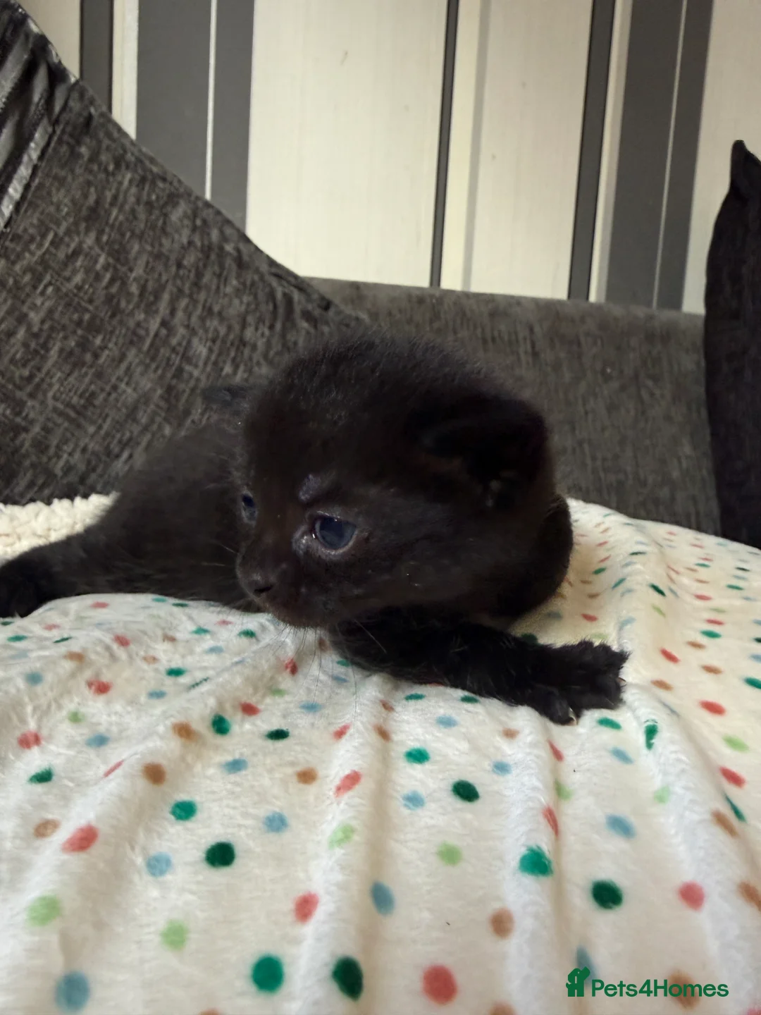 British Shorthair cats for sale: ADORABLE KITTENS FOR SALE - READY SOON! - Advert 2