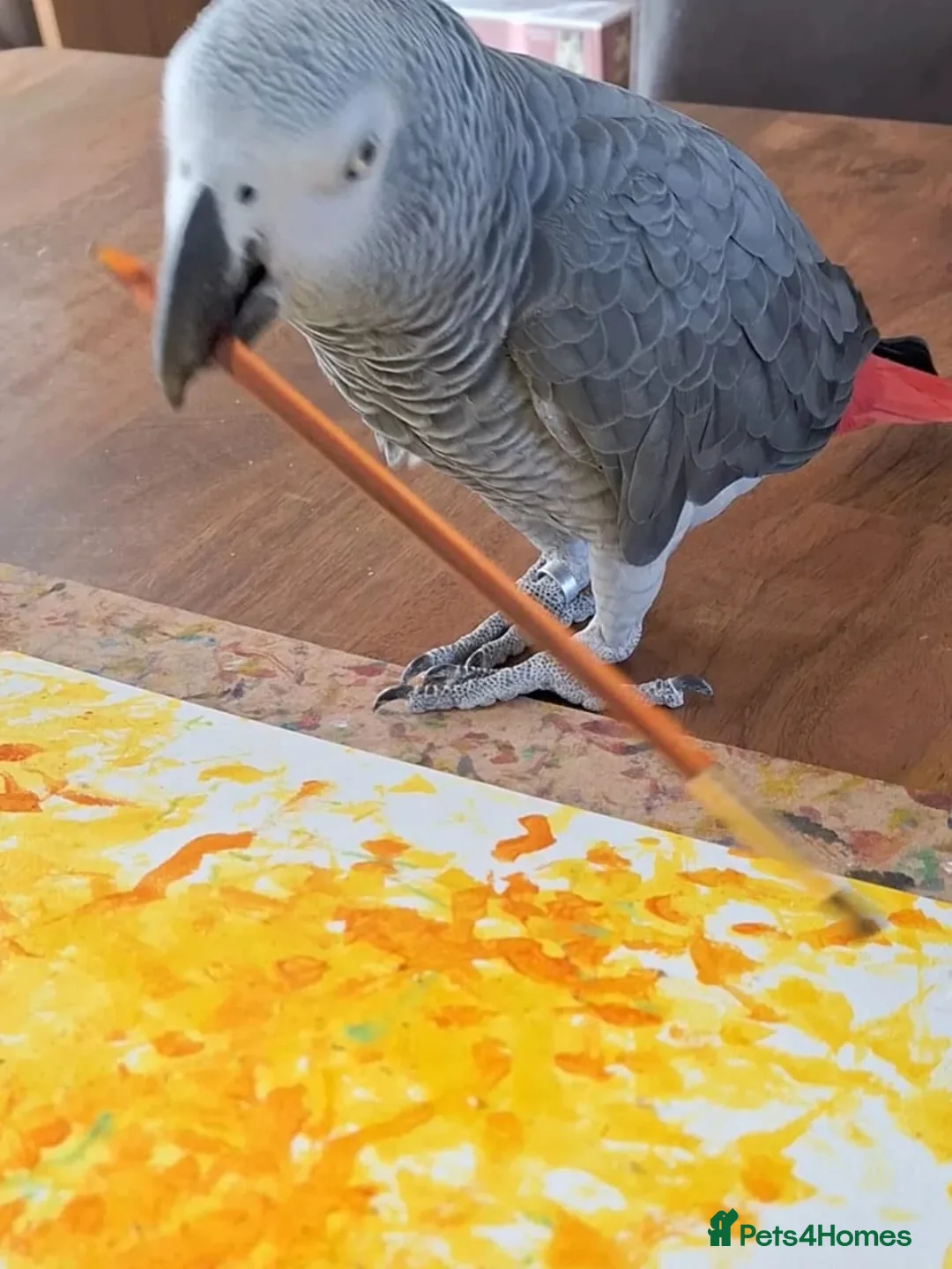 Parrots birds for sale: Tame, Intelligent & Well Socialised🐦  Grey  - Advert 2