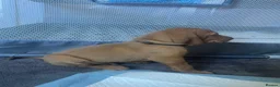 Hungarian Vizsla dogs for sale: Hungarian vizsla puppies  in Thirsk - Advert 20