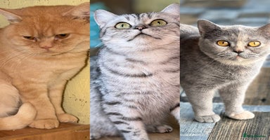British Shorthair cats - Advert 13
