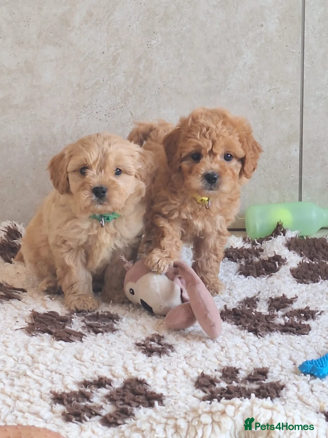 Cavapoochon dogs for sale: Beautiful Cavapoochons 💞 - Advert 38