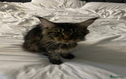 Maine Coon cats for sale: Beautiful male kitten - Image 5