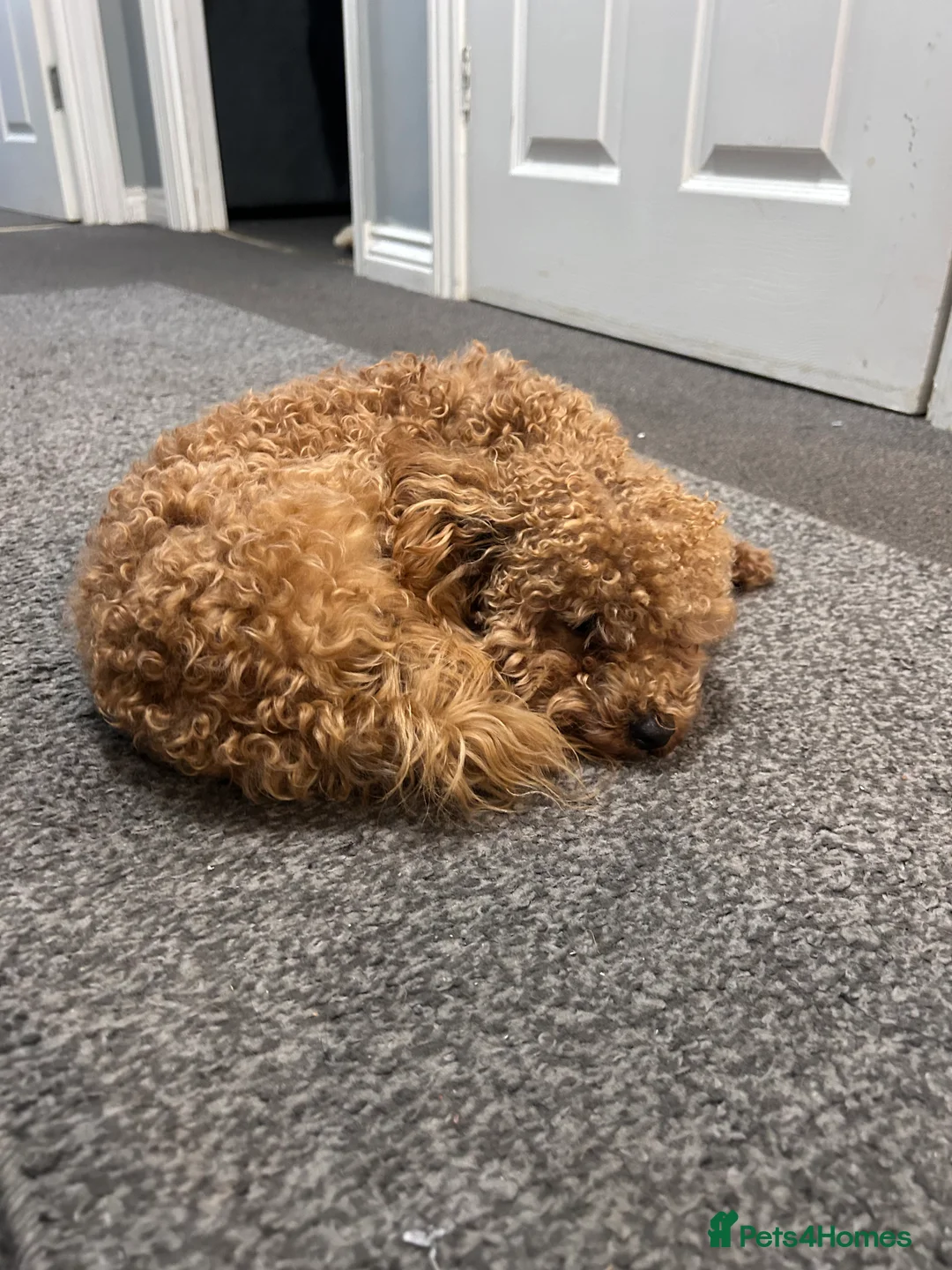 Toy Poodle dogs for sale: Milo  - Advert 3