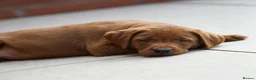 Labrador Retriever dogs for sale: Outstanding fully health tested fox red and black  - Advert 7