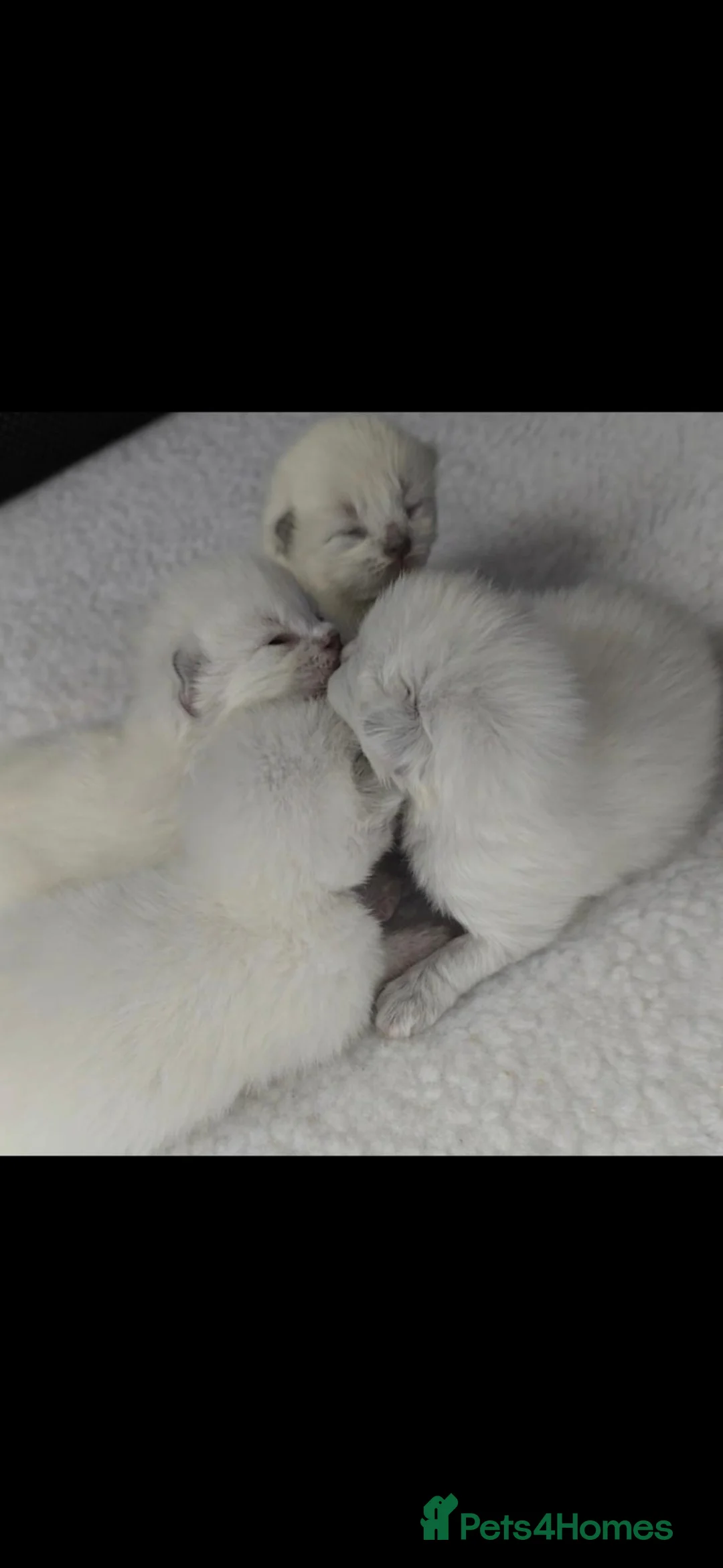 Mixed Breed cats for sale: Blue tabby ragdoll x - Advert 5